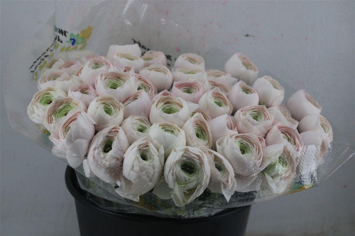 <h4>Ran Cloni Sup Hanoi</h4>