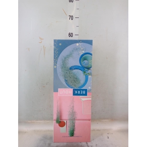 Tillandsia usneoides