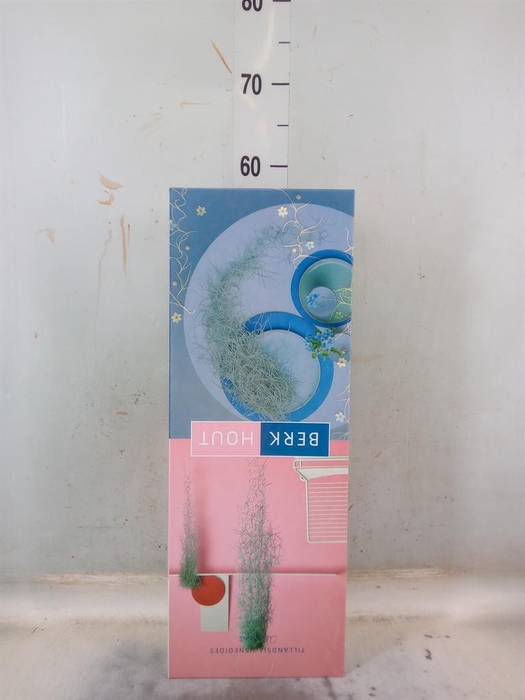 <h4>Tillandsia usneoides</h4>