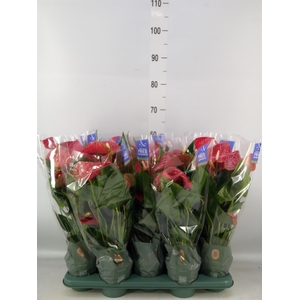 Anthurium andr. 'Karma Red'