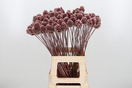 <h4>ALLIUM SPHAERO KL BH ROSE GOUD H%*</h4>