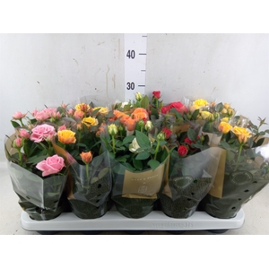 Rosa  'Kordana Grande'   ...mix