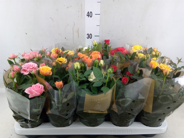 <h4>Rosa  'Kordana Grande'   ...mix</h4>
