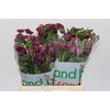 Ranunculus Magical Raspberry