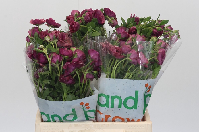 Ranunculus Magical Raspberry