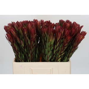 Leucadendron Safari Sunset
