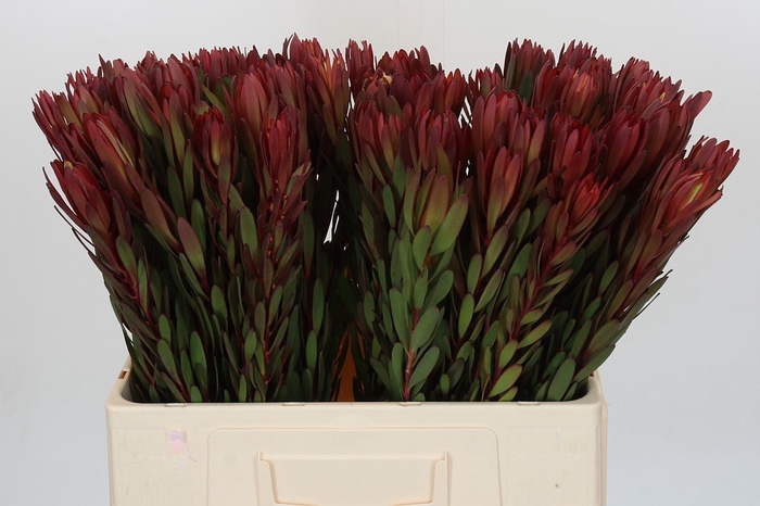 <h4>Leucadendron Safari Sunset</h4>