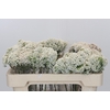 Ozothamnus Booming White