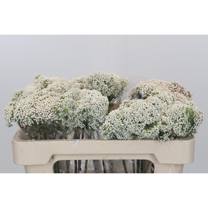 Ozothamnus Booming White