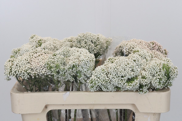Ozothamnus Booming White