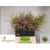 ALLIUM SCHUBERTII