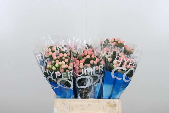 <h4>Hyp Coco Tiamo</h4>