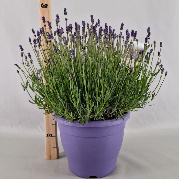<h4>Lavandula angus. 'Essence Pure'</h4>