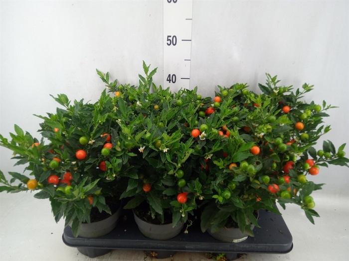 Solanum pseudocapsicum 'Bartoli'