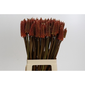 Kniphofia Alcazar