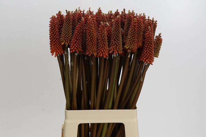 <h4>Kniphofia Alcazar</h4>