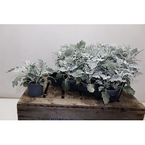 arr8 Jacobaea Maritima