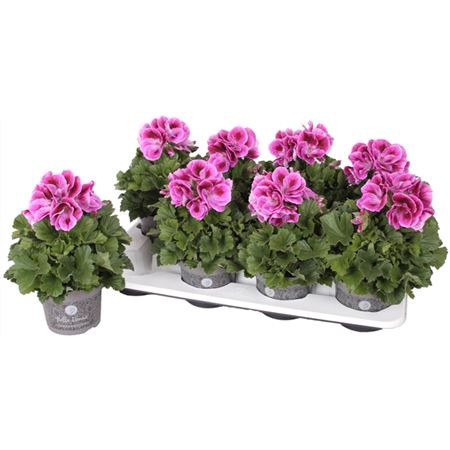 <h4>Pelargonium Don Mario</h4>