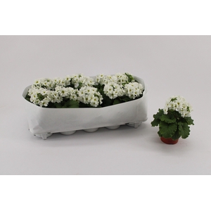 Primula Obconica white