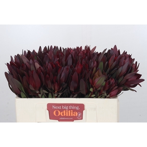 Leucadendron Saf Sunset Dark Red