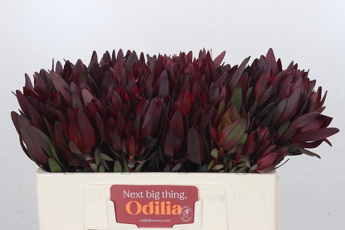 <h4>Leucadendron Saf Sunset Dark Red</h4>