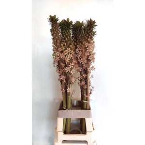 EUCOMIS OV