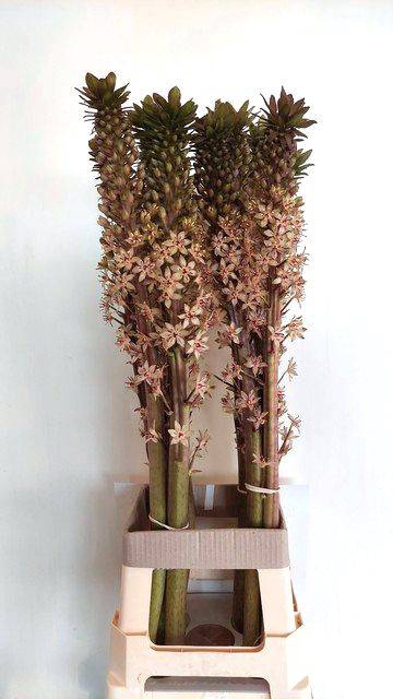 <h4>EUCOMIS OV</h4>