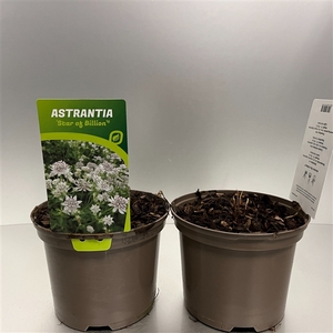 Astrantia 'Star of Billion'®