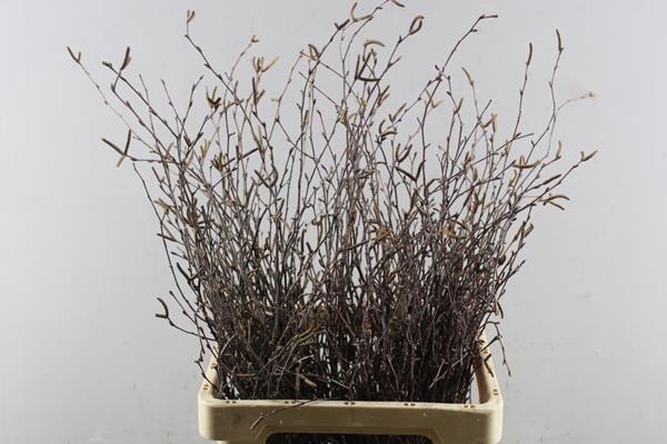 <h4>Betula Berk</h4>