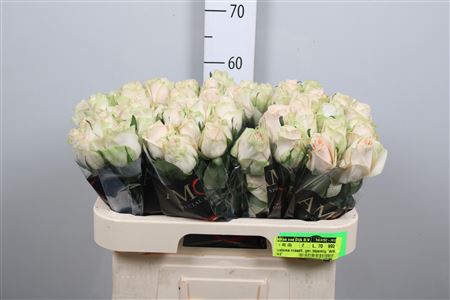 <h4>R Gr Wedding Rose</h4>