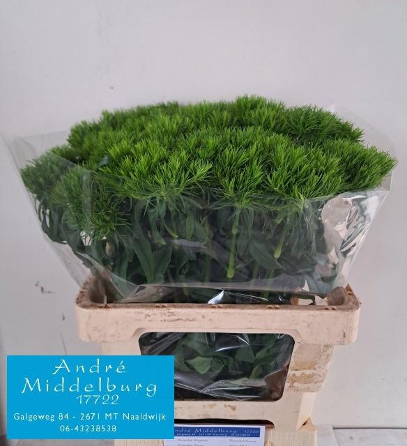 <h4>DI BARB KIWI COOL</h4>