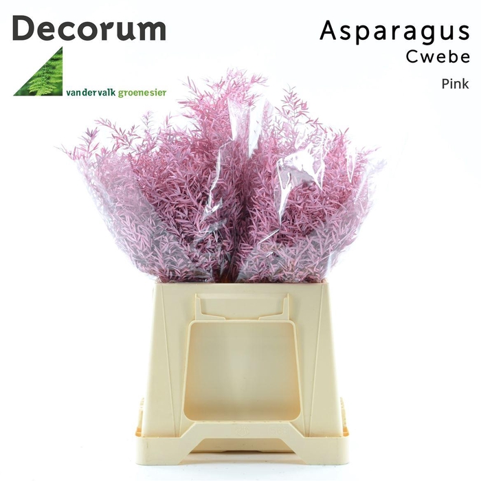 <h4>Asparagus densiflorus 'Cwebe' kleurbehandeld H%</h4>