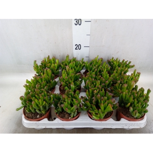 Crassula ovata 'Gollum'