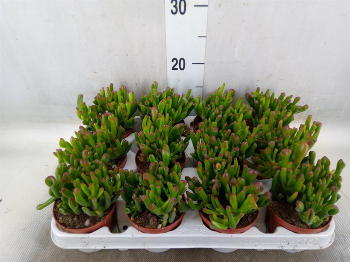 <h4>Crassula ovata 'Gollum'</h4>