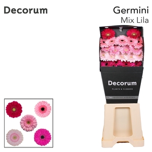 Germini Mix Lila Diamond Per Kaart