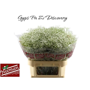 GYPS PA ZI DISCOVERY