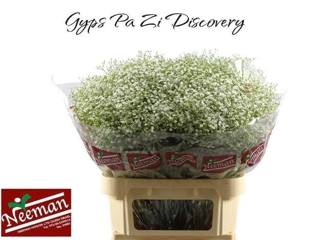 <h4>GYPS PA ZI DISCOVERY</h4>