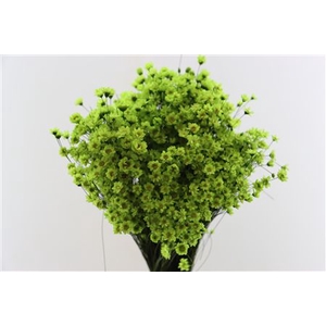 Dried Glixia Apple Green Bunch
