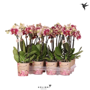 Kolibri Orchids Phalaenopsis Diamond 2 spike