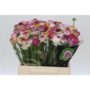 Ranunculus Elegance Cappucino Mix