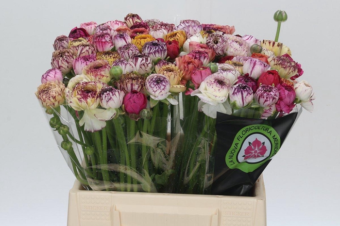 <h4>Ranunculus Elegance Cappucino Mix</h4>