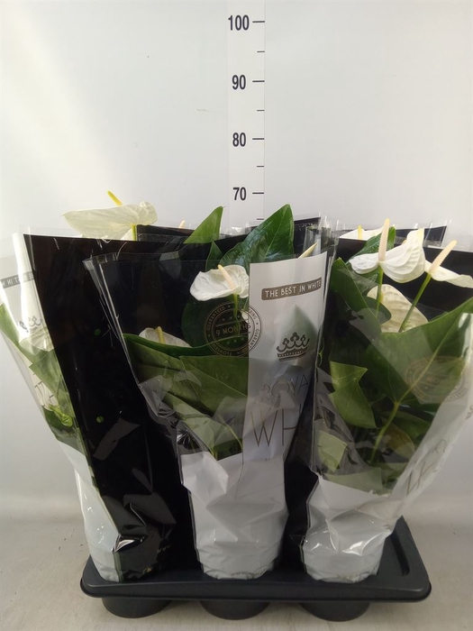 <h4>Anthurium andr. 'Alaska'</h4>
