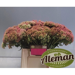 SEDUM HERBSTFREUDE