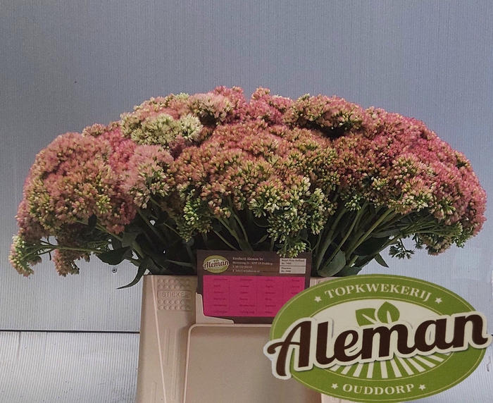 <h4>SEDUM HERBSTFREUDE</h4>