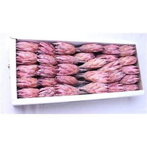 Repens Erica Frosted ( X 50 St )