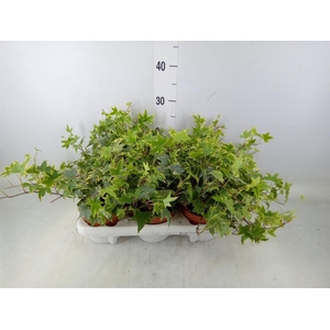 Hedera helix   ...mix varie yello