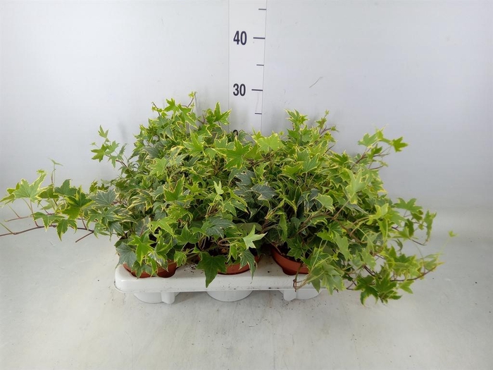 <h4>Hedera helix   ...mix varie yello</h4>