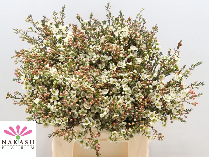 <h4>CHAME ME SIRIUS</h4>