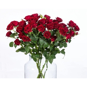 Rosa TR 'Rubicon' BRAAM