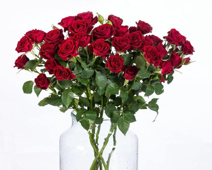 <h4>Rosa TR 'Rubicon' BRAAM</h4>